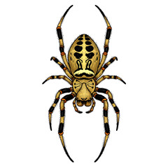 Obraz premium Arachnid Insect Illustration Orb-Weaver Spider with Detailed Markings