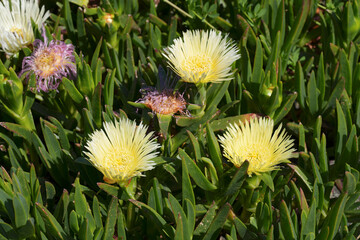 Closeup on the bright yellow flowering hottentot-fig or ice plant Carpobrotus edulis at Crescent City, California