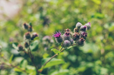 Burdock grows in the field. Selective focus.