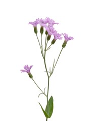 Naklejka premium Delicate purple wildflower branch with small blooms against a