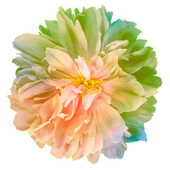 Pink  tulip flower  on white isolated background with clipping path. Closeup. For design. Nature.