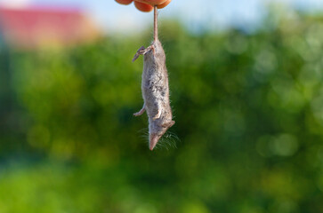 A dead mouse with a pancake nose. Selective focus.
