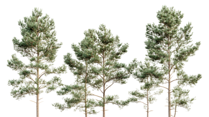 Tall slender pine trees against clear sky for nature and landscape design