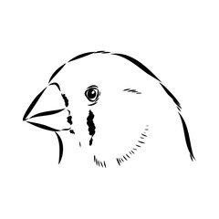 Amadina bird, vector sketch