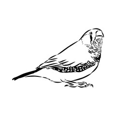 Amadina bird, vector sketch