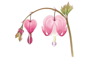 Vector art of bleeding heart flower watercolor illustration of dicentra spectabilis plant