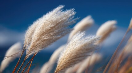 Close up of fluffy white pampas grass against a clear blue sky