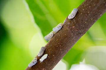 Metcalfa pruinosa planthoppers on tree branch, macro photo