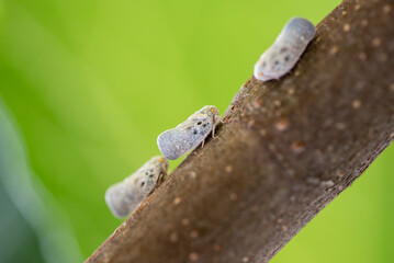 Metcalfa pruinosa planthoppers on tree branch, macro photo