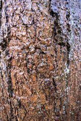 tree bark texture