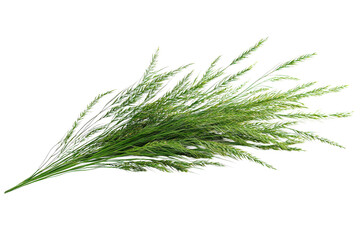 Single green grass stem with seeds isolated on transparent background. Realistic botanical photo cutout.