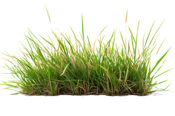 Green grass tuft with soil isolated on transparent background. Realistic photo cutout. Nature and landscaping concept for design and print