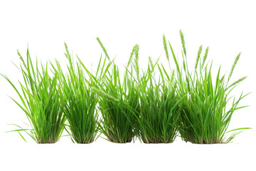 Green grass tuft with soil isolated on transparent background. Realistic photo cutout. Nature and landscaping concept for design and print