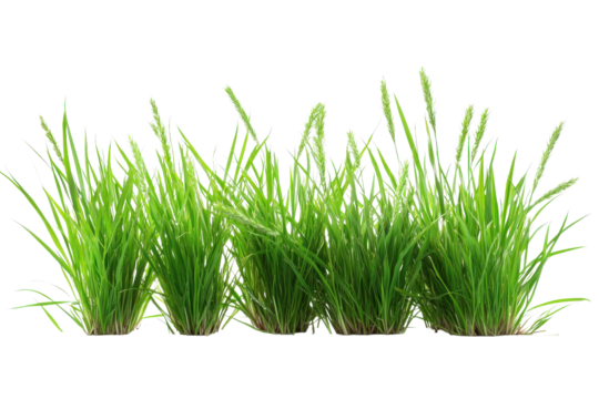 Green grass tuft with soil isolated on transparent background. Realistic photo cutout. Nature and landscaping concept for design and print