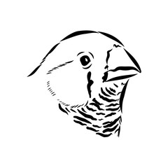 Amadina bird, vector sketch