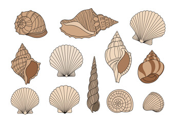 A collection of detailed illustrations of various seashells and marine mollusks.