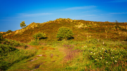 Sommer auf Sylt am Morsumer Kliff