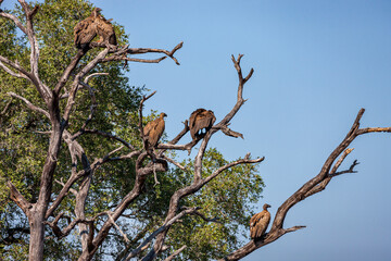 South Africa, Kruger National Park, White-backed Vulture (Gyps africanus)