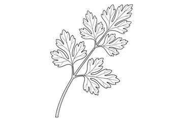 Vector art of hand drawn parsley branch, a culinary herb used in cooking and garnishing
