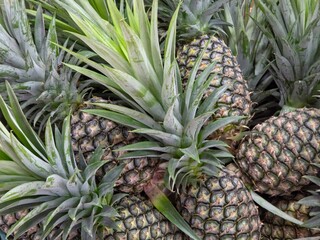 Close-up pile of unripe green pineapples with spiky exteriors and leafy crowns, filling the entire frame.