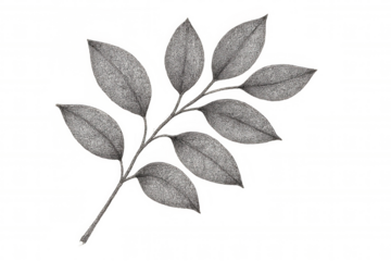 Branch of a plant with multiple leaves in a detailed black and white drawing. Transparent background
