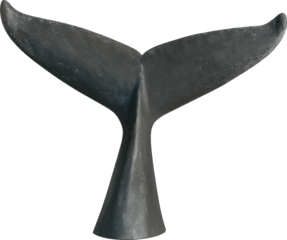 Whale Tail Fin Isolated on White
