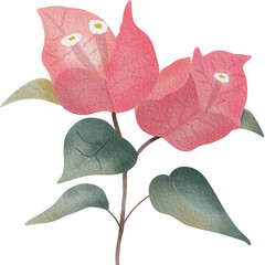 A delicate watercolor illustration of a pink bougainvillea flower with soft green leaves. Perfect for floral design projects, wedding invitations, greeting cards, botanical prints, and nature inspired
