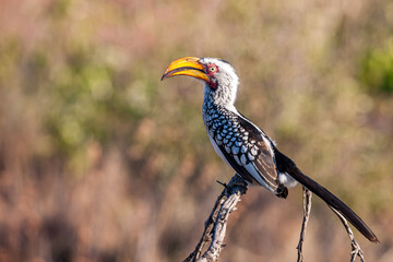 South Africa, Kruger National Park, Southern Yellow-billed Hornbill (Tockus leucomelas)