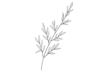 Vector art of olive branch hand drawn illustration of a plant with leaves and stem