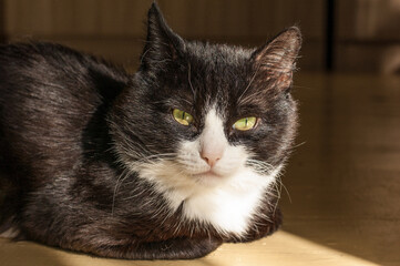 Portrait of a Black and White Cat