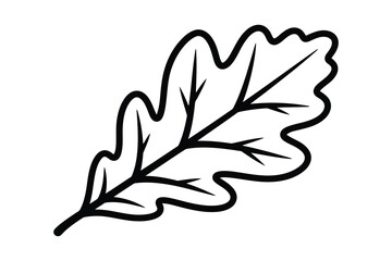 Illustration of an oak leaf with detailed veins and a distinct shape