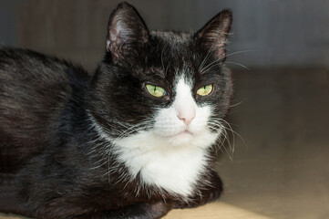Portrait of a Black and White Cat