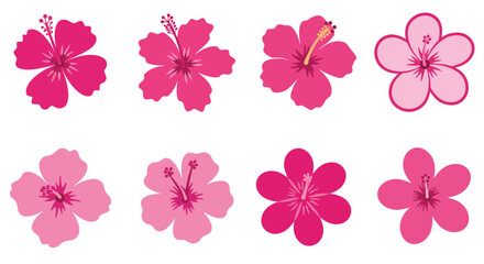 A collection of vibrant pink hibiscus flowers in various bloom stages