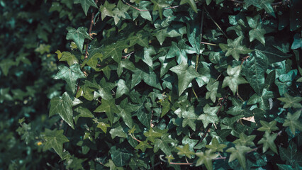 A moody nature set featuring vibrant red tulips and a close-up of dark green ivy leaves, creating dramatic botanical textures. This contrast of flowers and foliage offers rich. © U-STUDIOGRAPHY DD59 
