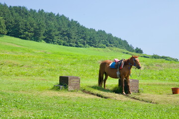 Saddled Pony on Seongsan Meadow