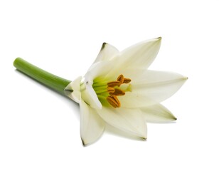 Isolated white flower with a green stem, white background