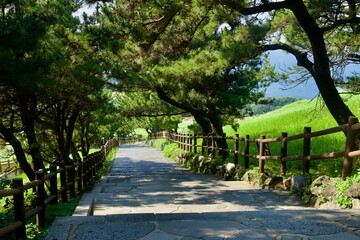 Shaded Path Toward the Sea