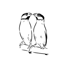 Amadina bird, vector sketch