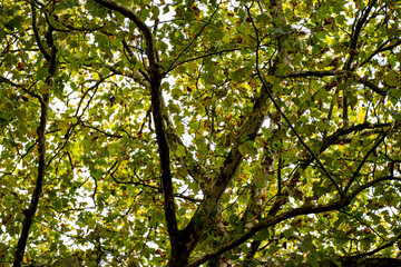 Fototapeta premium Defocused photo bokeh glare of light on trees trees on sky background open space park