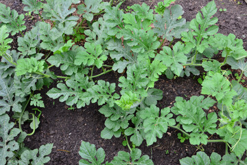 Watermelon Plant in Garden on the garden bed