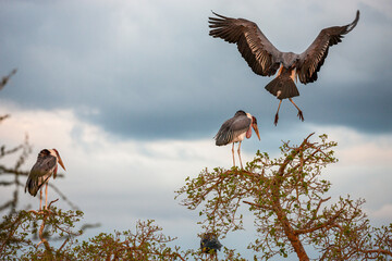 South Africa, Kruger National Park, Marabou Stork (Leptoptilos crumenifer)