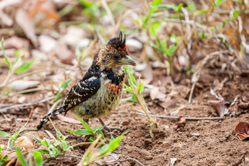 South Africa, Kruger National Park, Crested Barbet (Trachyphonus vaillantii)