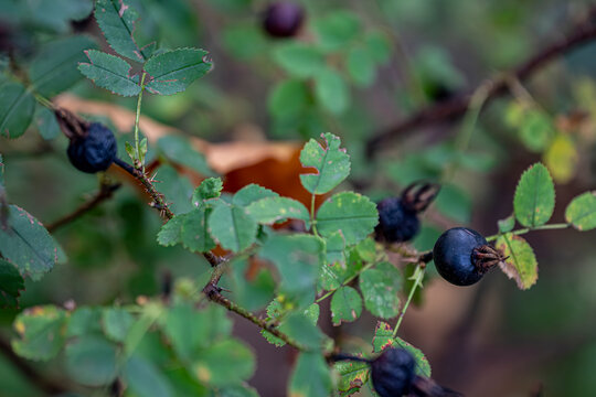 Natural blackberry on branches with leaves autumn berry macro photo berries in open space