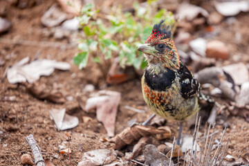 South Africa, Kruger National Park, Crested Barbet (Trachyphonus vaillantii)