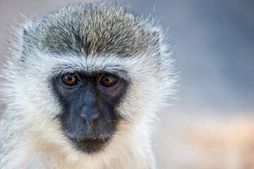 South Africa, Kruger National Park, Vervet Monkey (Chlorocebus pygerythrus)