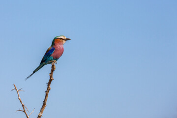 South Africa, Kruger National Park, Lilac-breasted Roller (Coracias caudatus)
