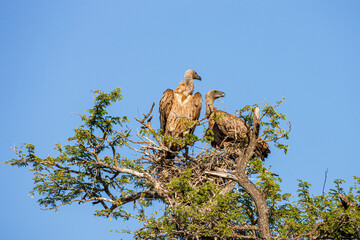 South Africa, Kruger National Park, White-backed Vulture (Gyps africanus)