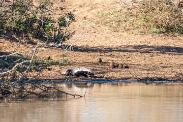 South Africa, Kruger National Park, Honey Badger (Mellivora capensis)