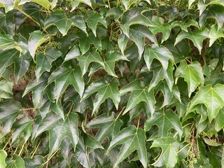 Wilder Wein Blätter Nahaufnahme 1742567906