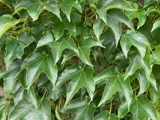 Wilder Wein Blätter Nahaufnahme 1742567921